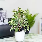 度假居 King - Four Bedroom House With Terrace